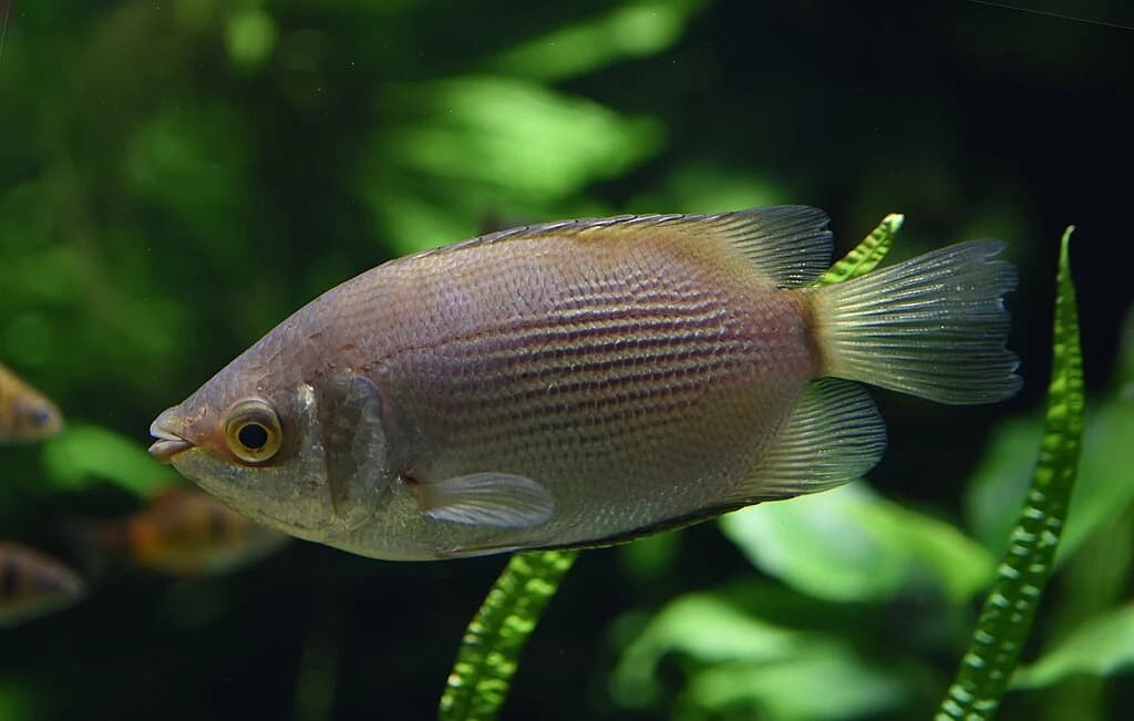 Kissing Gourami