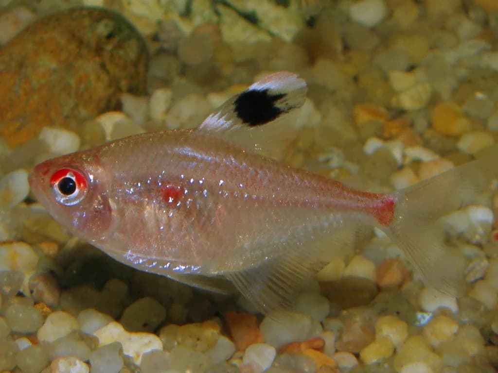 Red-Spot Tetra