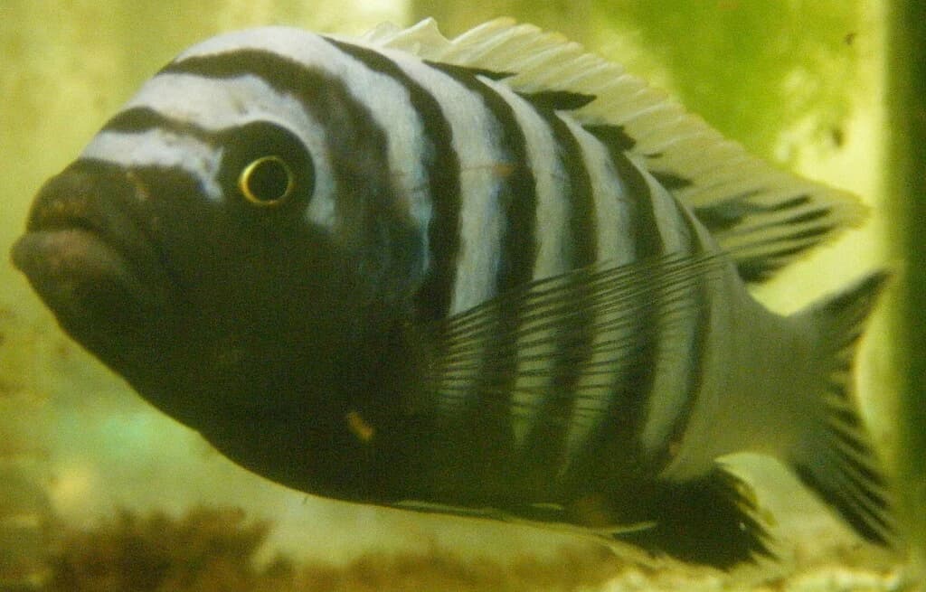 Afra Cichlid