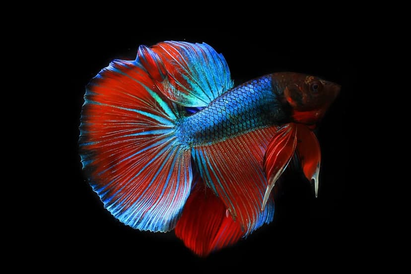 Betta Fish