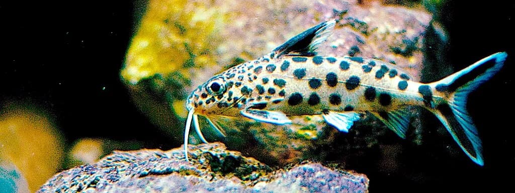 Cuckoo Catfish