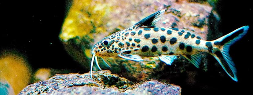 Cuckoo Catfish