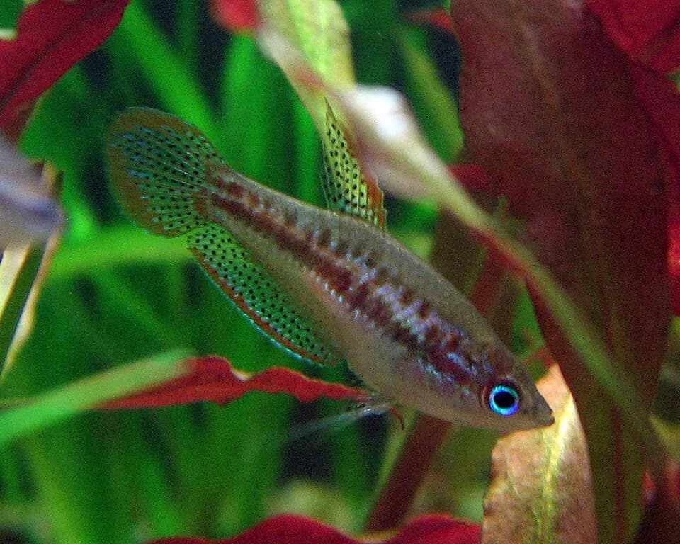 Sparkling Gourami