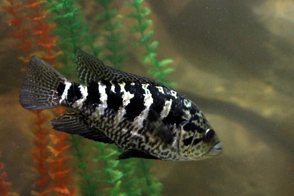 Cuban Cichlid