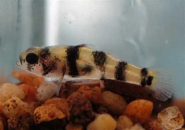 Bumblebee Goby