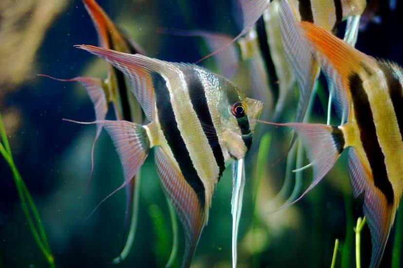 Altum Angelfish