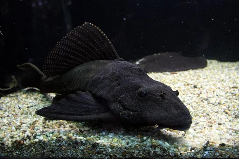 Sailfin Pleco