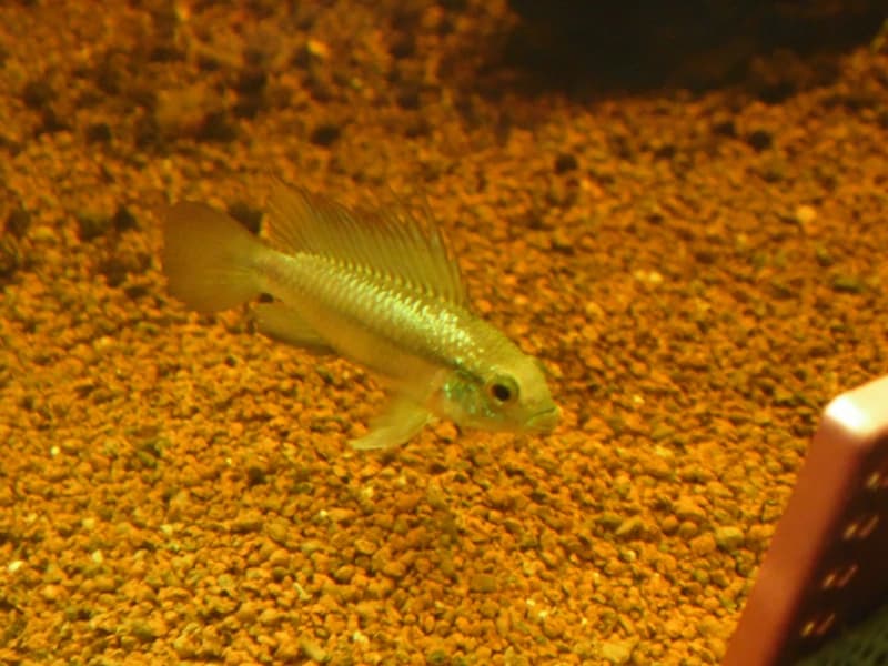 Three-Striped Dwarf Cichlid