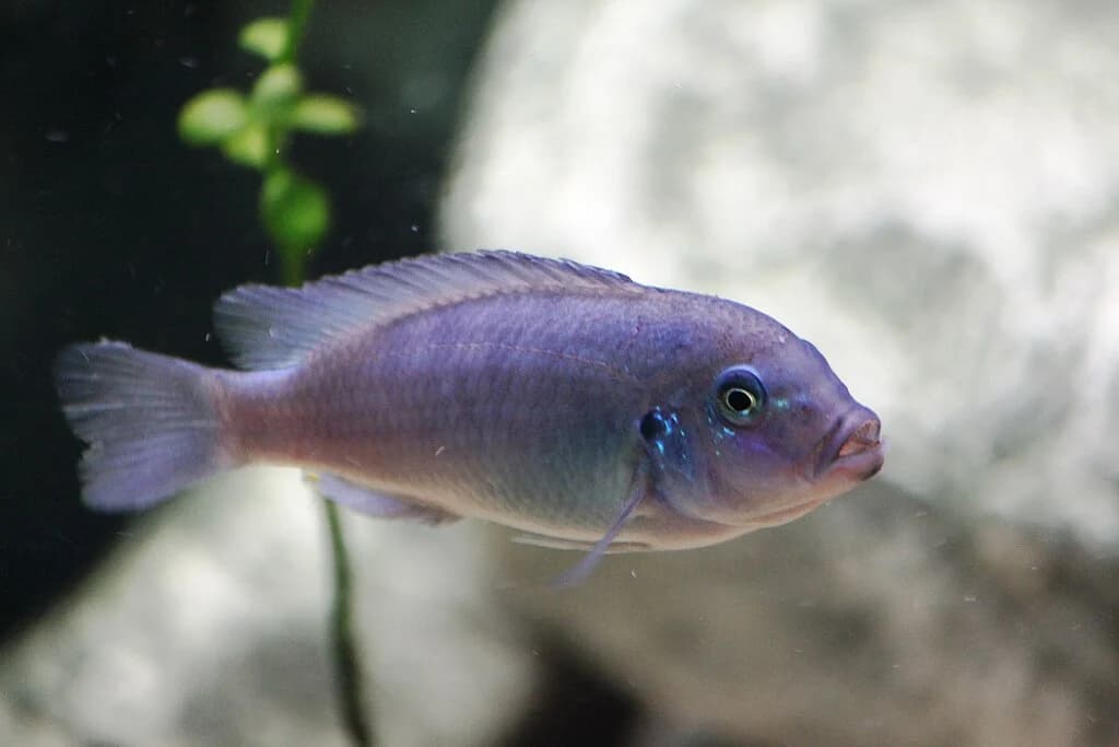 Cobalt Zebra Cichlid