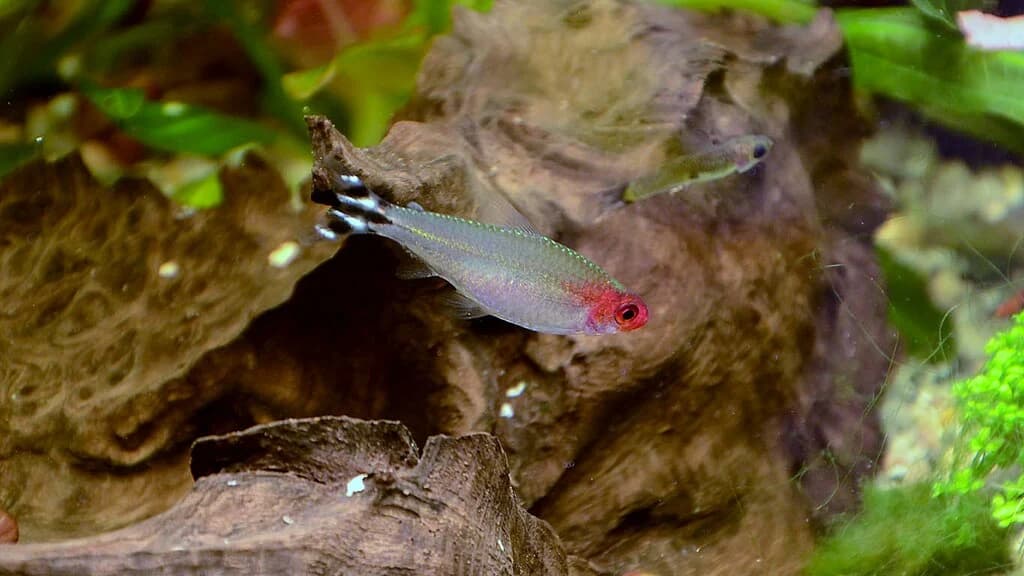 Rummy-nose Tetra