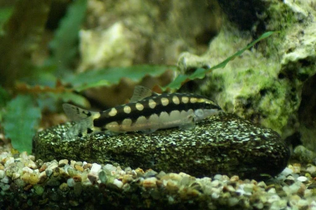 Dwarf Chain Loach