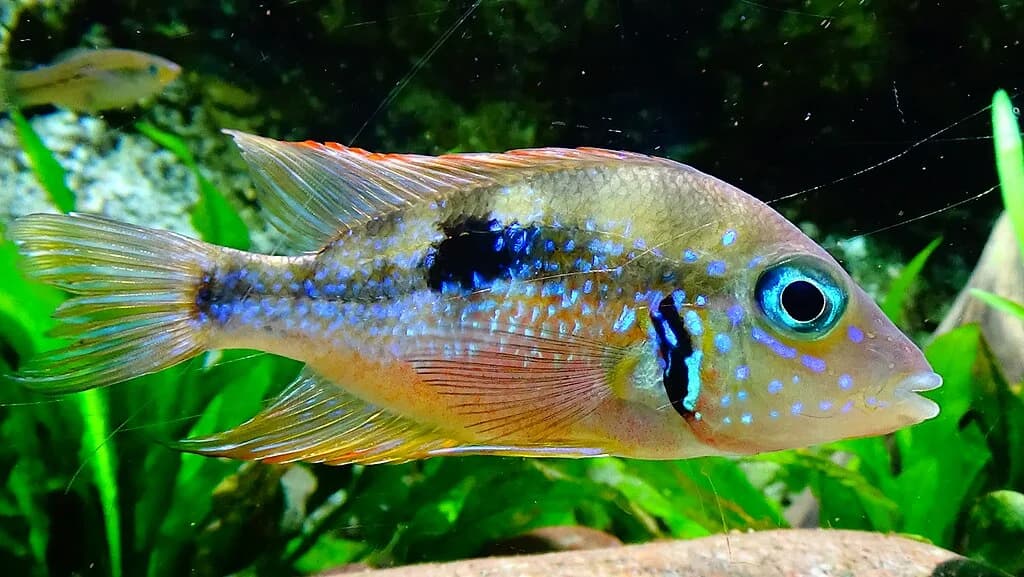 Gold Firemouth