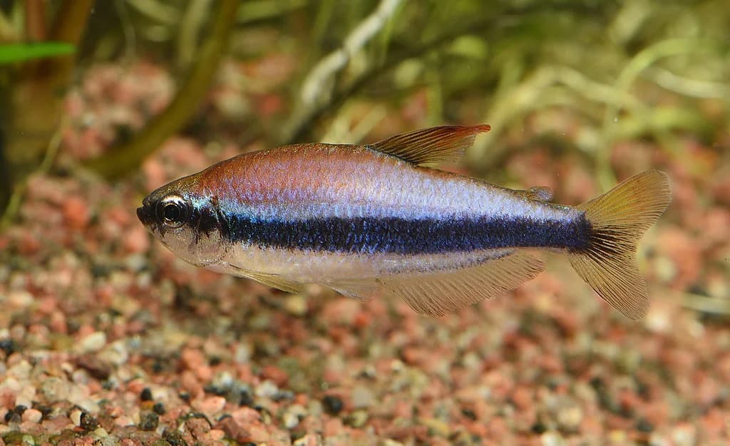 Kerri Tetra