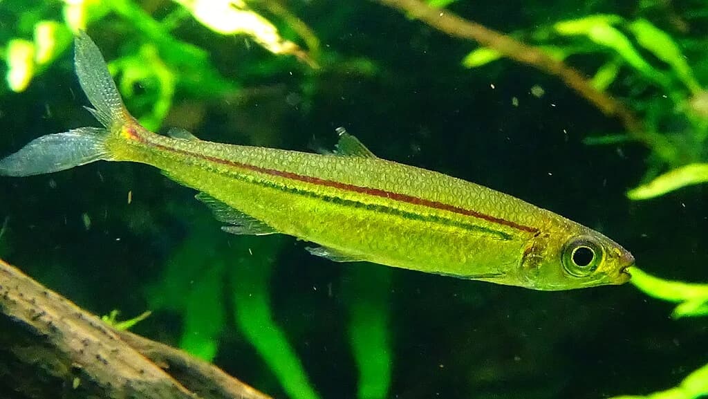 Geisler's Pike Tetra