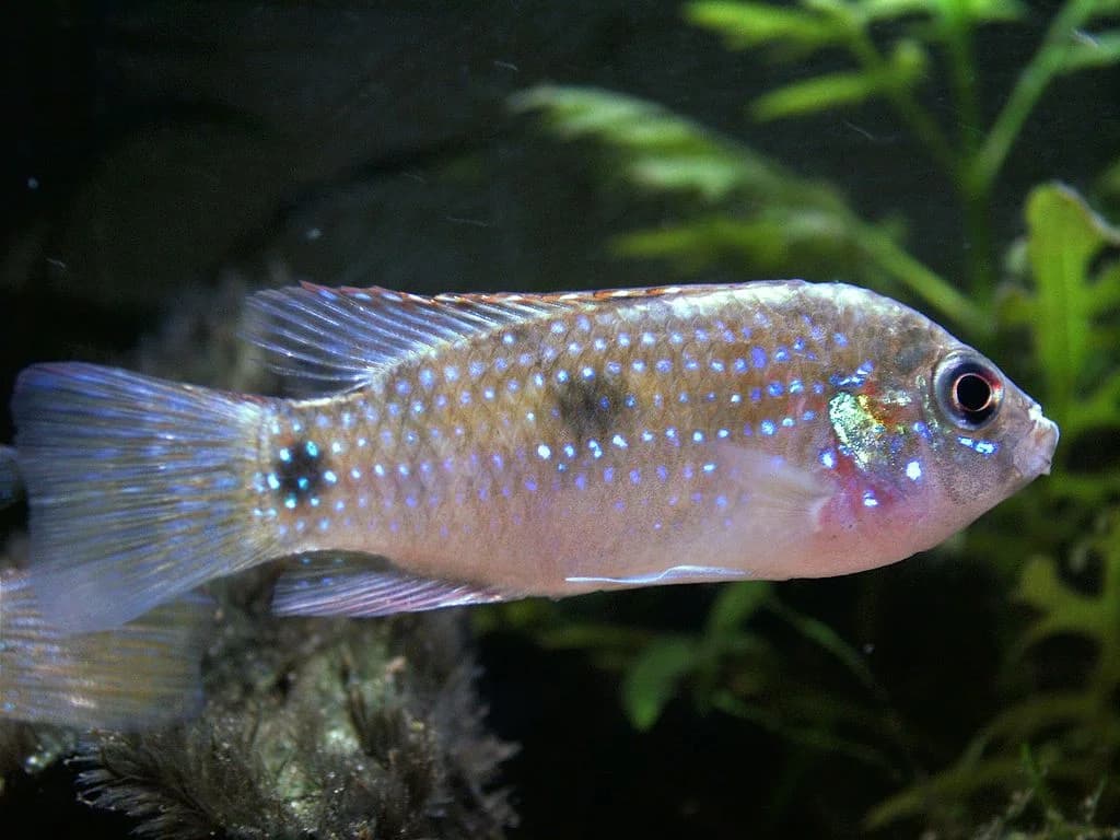 African Butterfly Cichlid