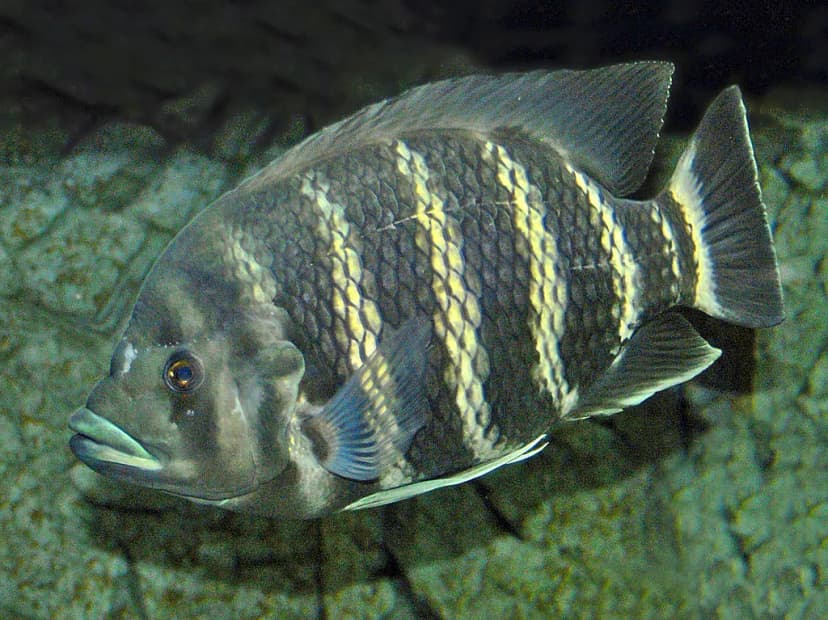 Zebra Tilapia