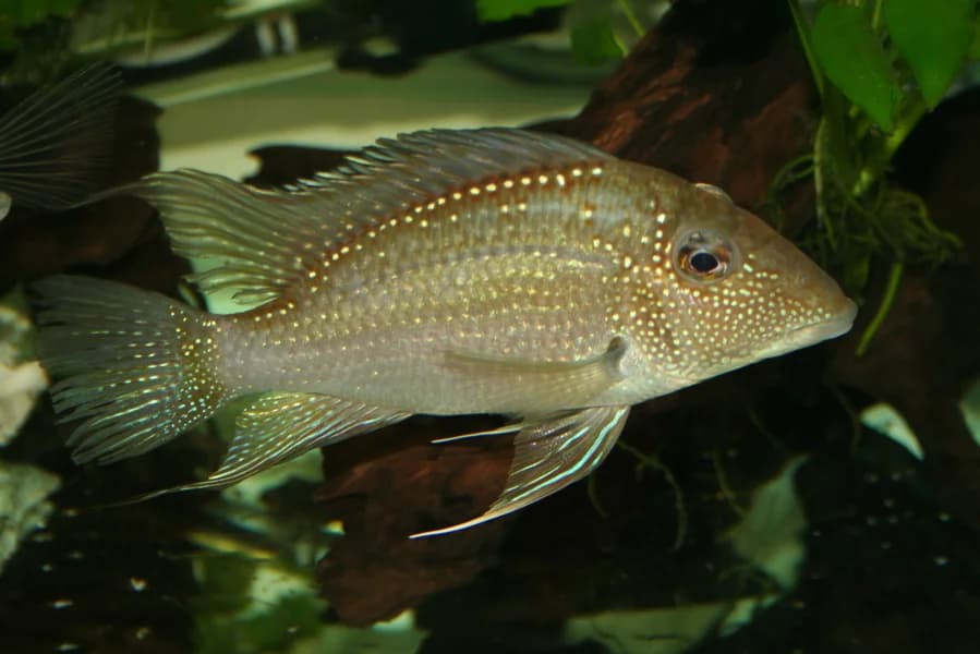 White-spotted Cichlid