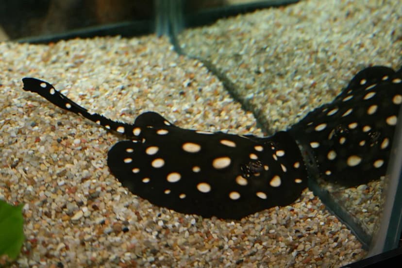 Leopold's River Stingray