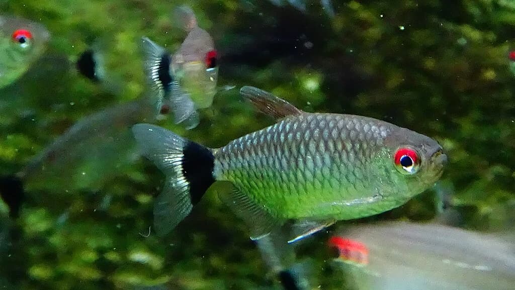 Red-Eye Tetra