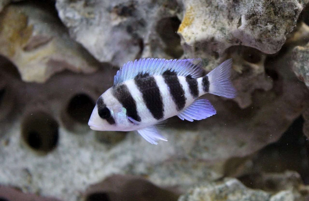 Cyphotilapia frontosa