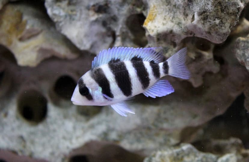 Cyphotilapia frontosa