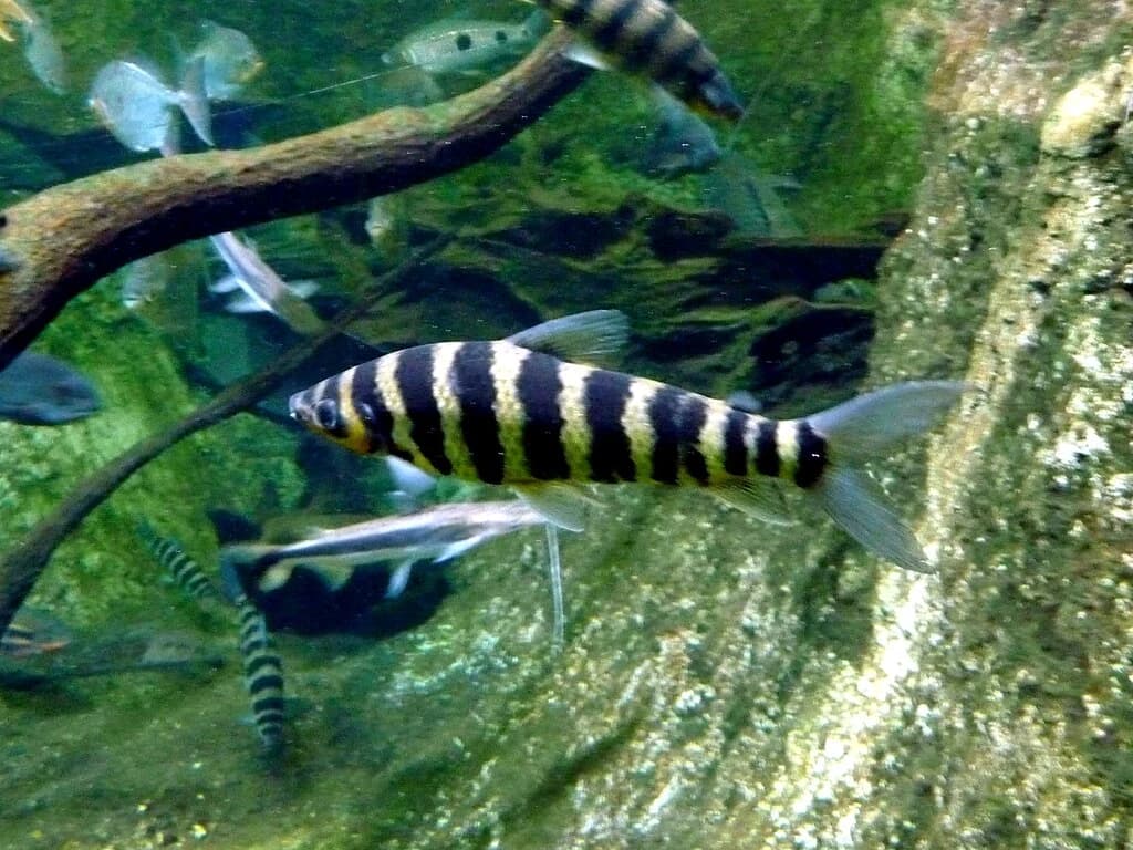 Leporinus fasciatus