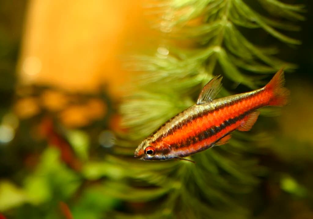 Coral Red Pencilfish