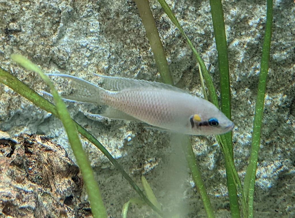 Fairy Cichlid