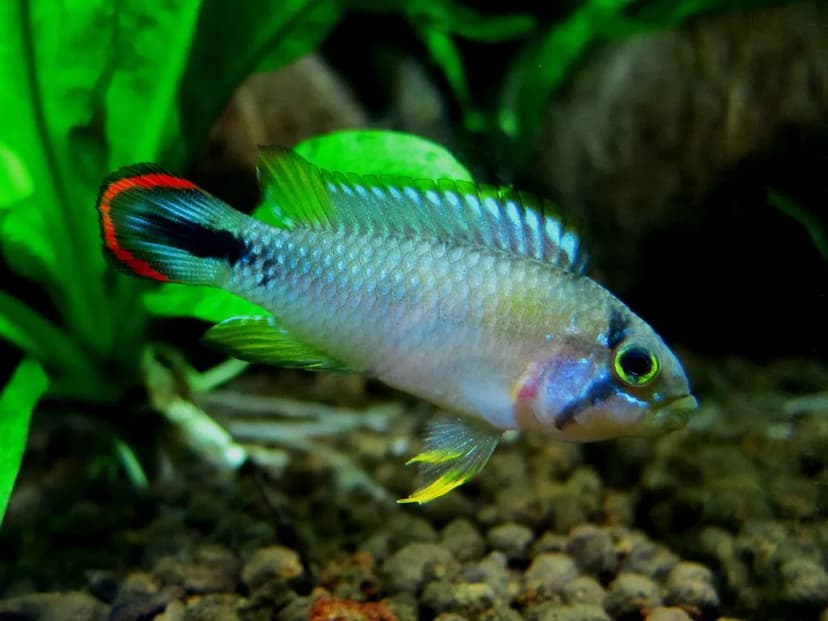 Panduro Apistogramma