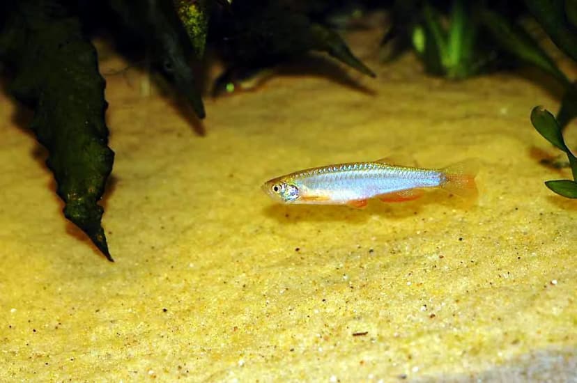 Danio albolineatus