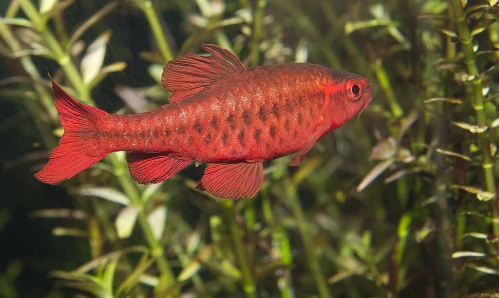 Cherry Barb