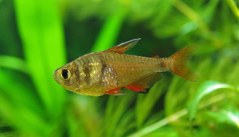 Flame Tetra