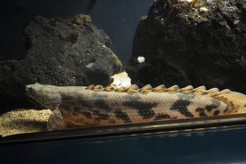 Saddled Bichir