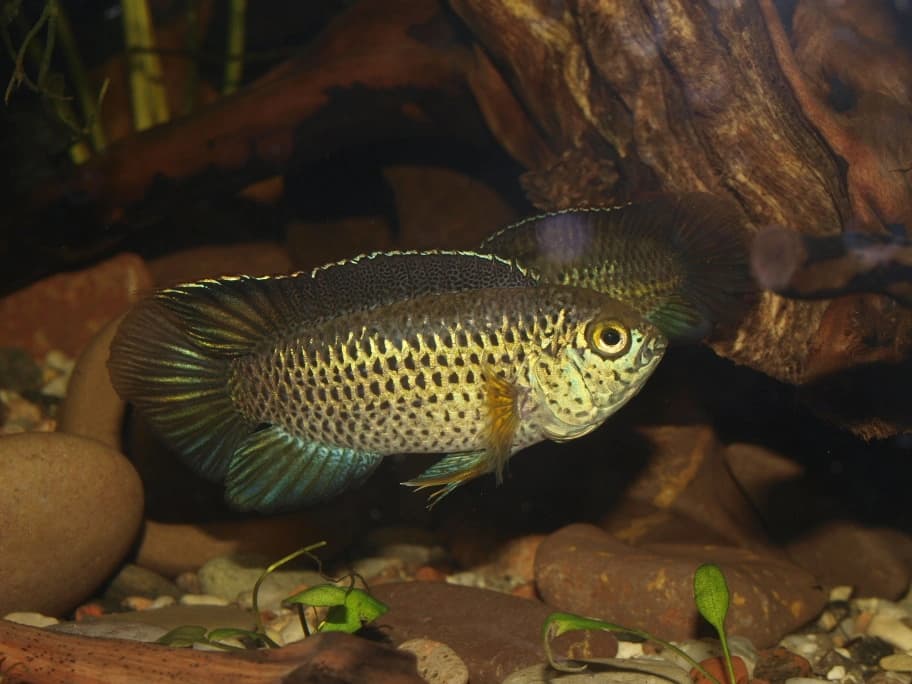 Golden Dwarf Cichlid