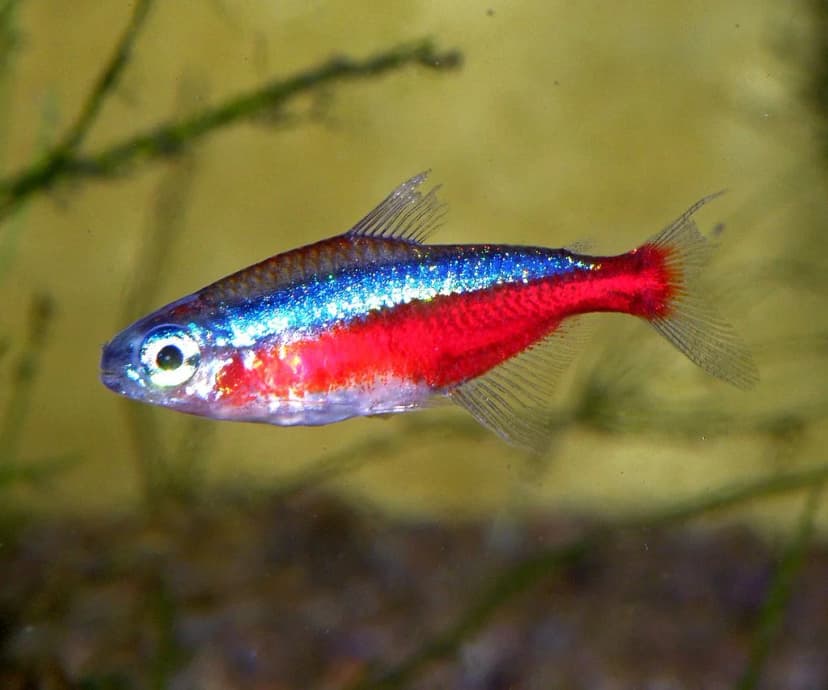 Cardinal Tetra