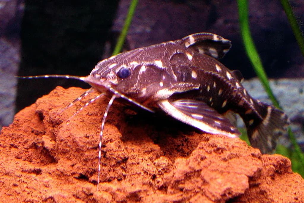 Agamyxis pectinifrons