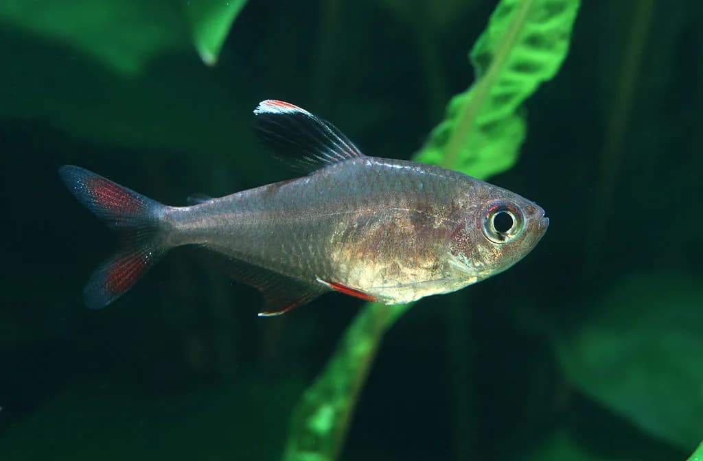 Bentosi Tetra