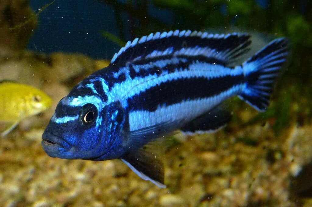 Maingano Cichlid