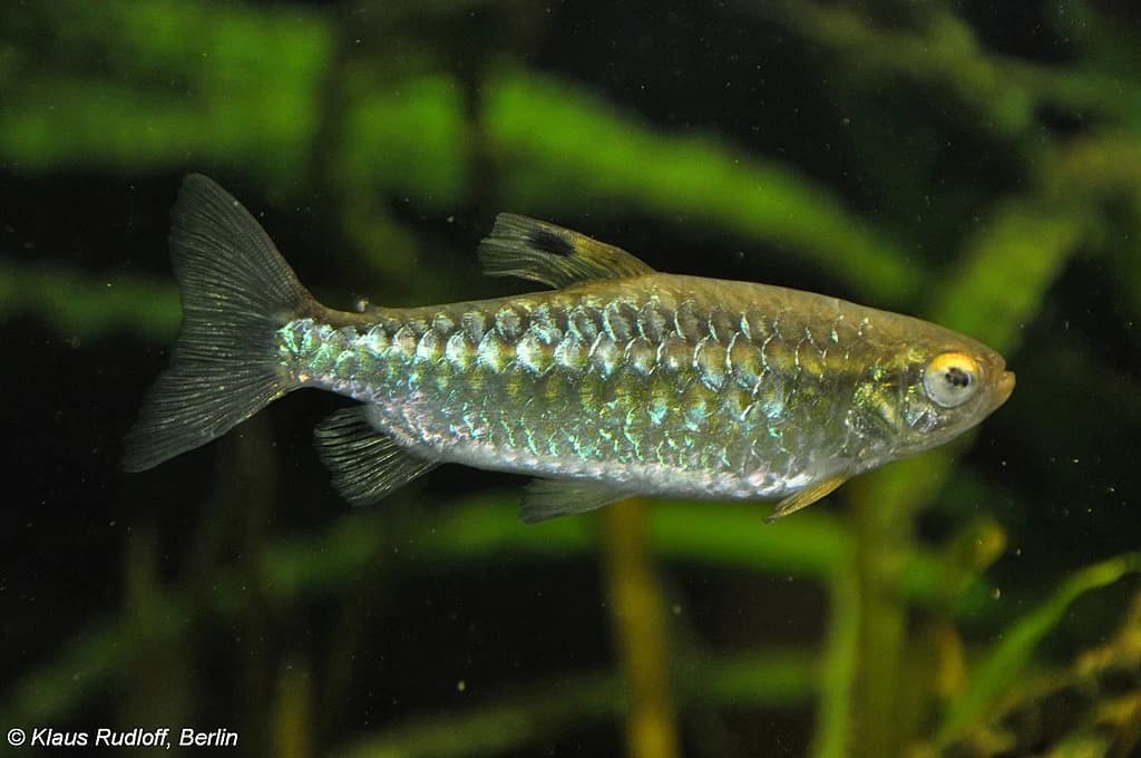 African Red-Eyed Tetra