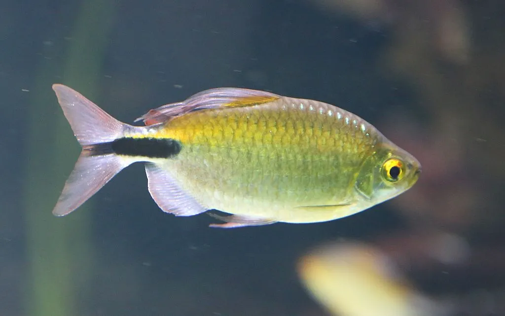 African Long-finned Tetra