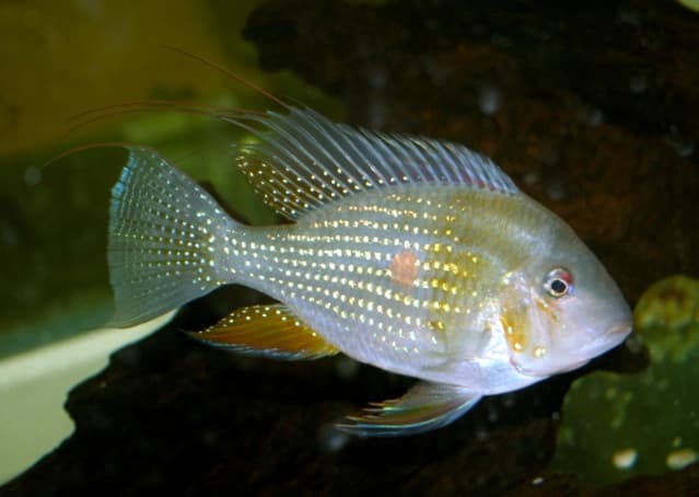 Heckel's Cichlid