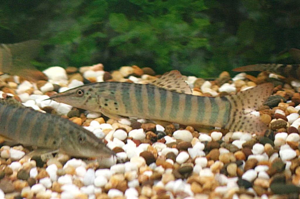 Berdmore's Loach