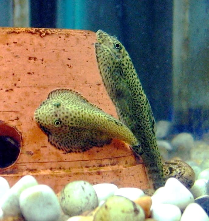 Chinese Hillstream Loach