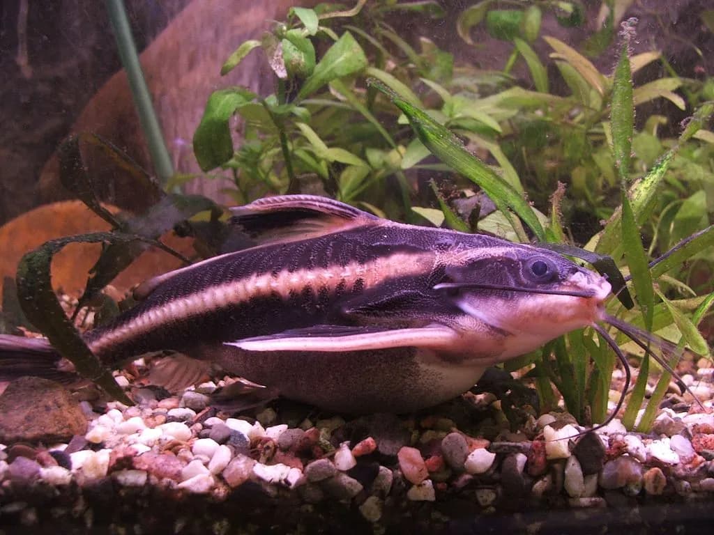 Striped Raphael Catfish