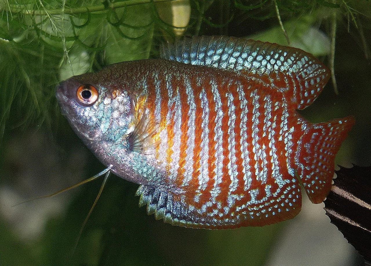 Dwarf Gourami