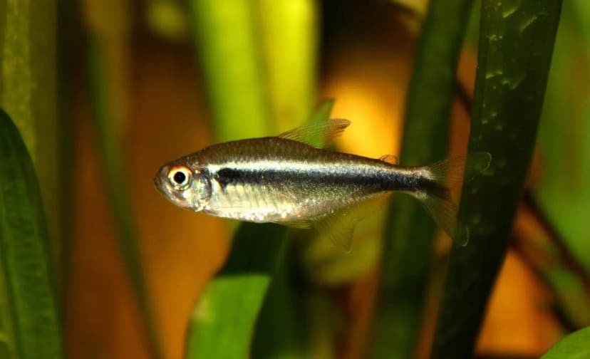 Axelrod's Tetra