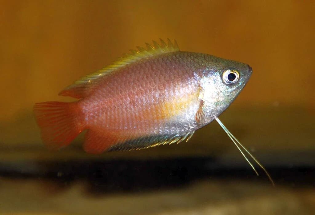 Honey Gourami