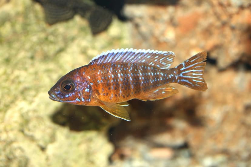 Jacob's Cichlid