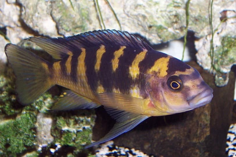 Bumblebee Cichlid