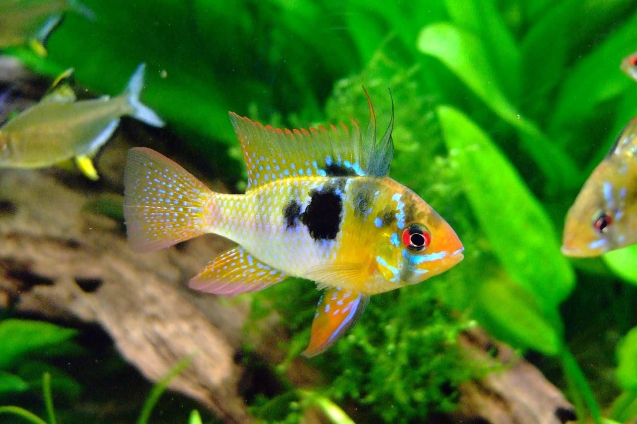 Ram Cichlid